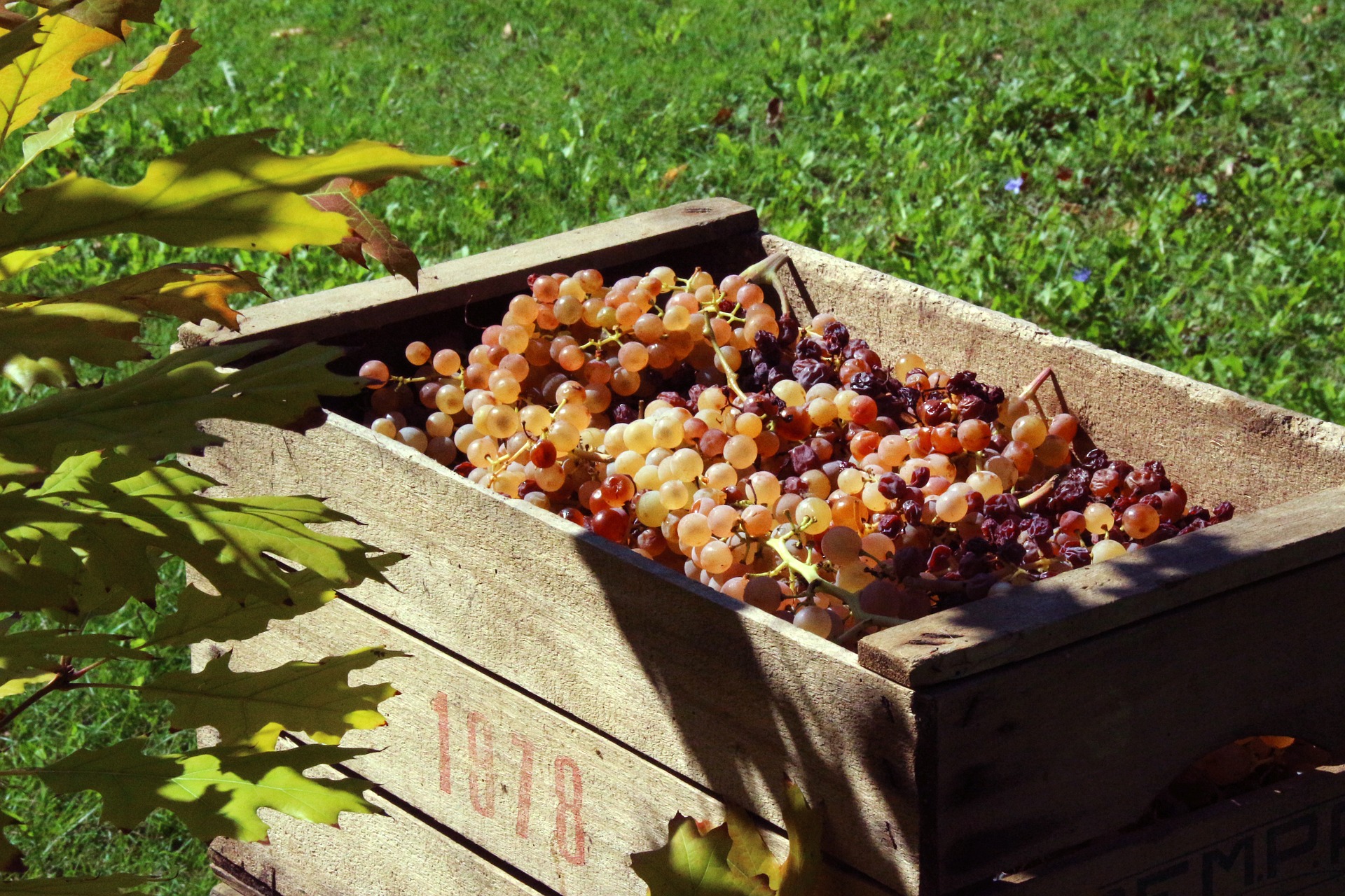ワイン用語「ヴィンテージ」の説明。年号の書かれた木箱にいっぱいの収獲されたぶどう。