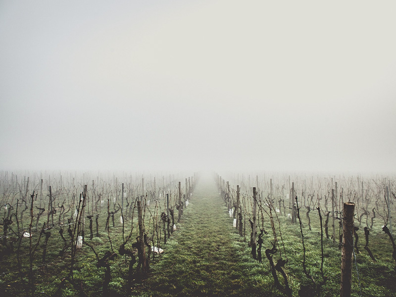 霧がかったブドウ畑