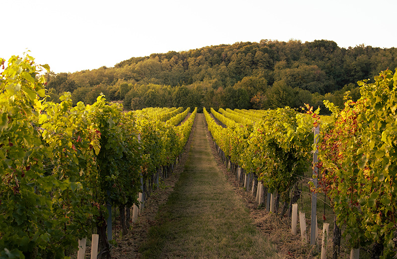 ブルゴーニュのワイン畑と小路